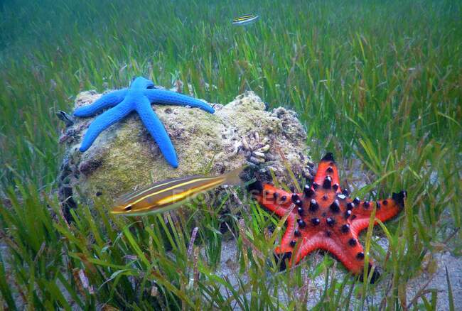 Estrella de mar y peces en el fondo del mar, Indonesia - foto de stock