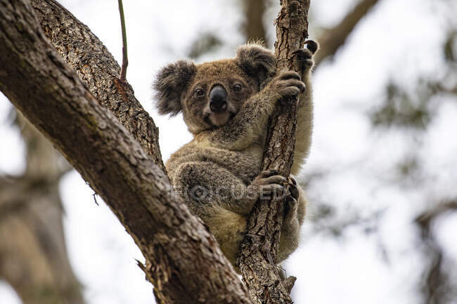 Koala sentado em uma goma árvore, Queensland, Austrália — Fotografia de Stock