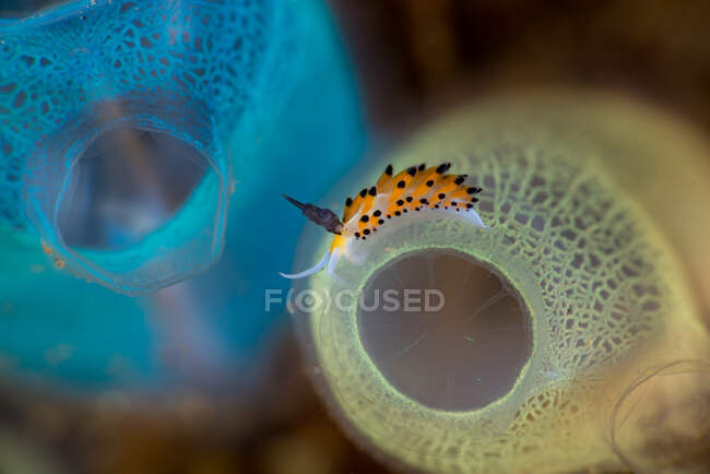 Nahaufnahme einer Meeresschnecke unter Wasser, Lembeh Strait, Indonesien — Stockfoto