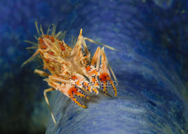 Crevettes tigrées épineuses, détroit de Lembeh, Indonésie — Photo de stock