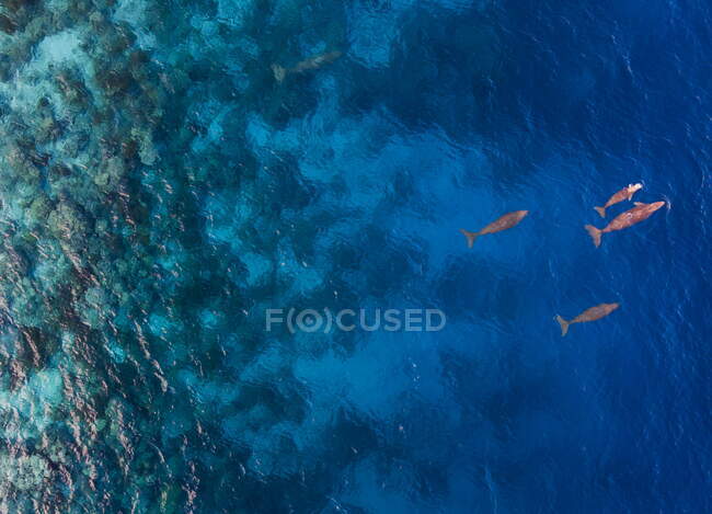Aerial view of four dugongs swimming in ocean, Indonesia — Stock Photo