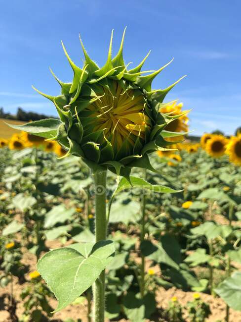 Beautiful sunflower field in sunny day. — Stock Photo