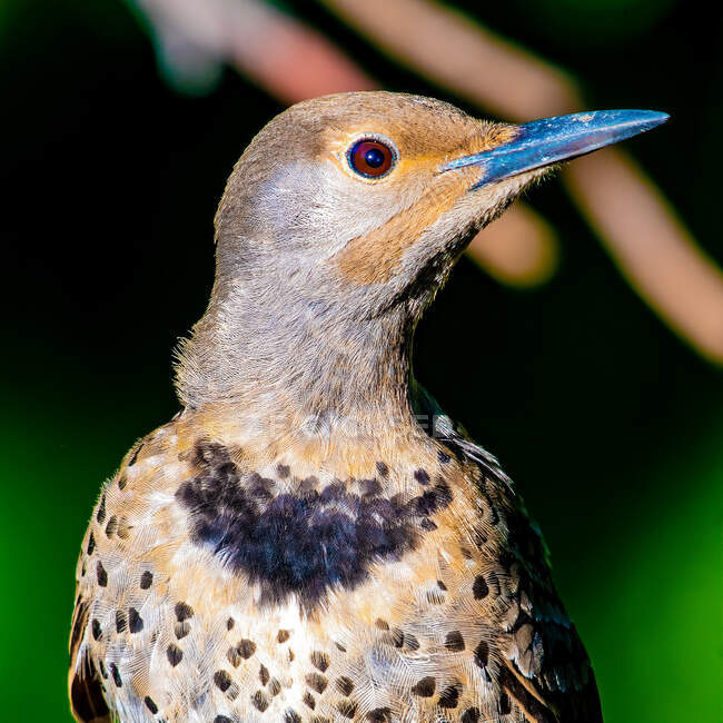 Retrato de um pássaro cintilante, Canadá — Fotografia de Stock