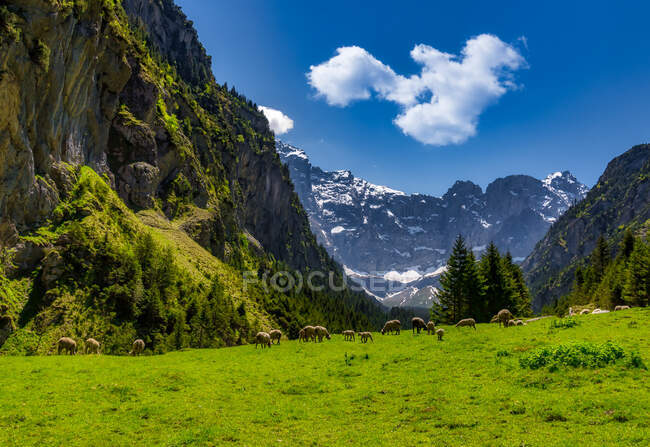 Flock of Sheep grazing in an alpine meadow, Sittlisalp, Switzerland — Stock Photo