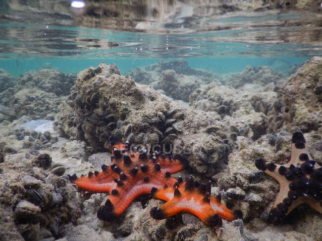 Primo piano di tre stelle marine su rocce nell'oceano, Indonesia — Foto stock