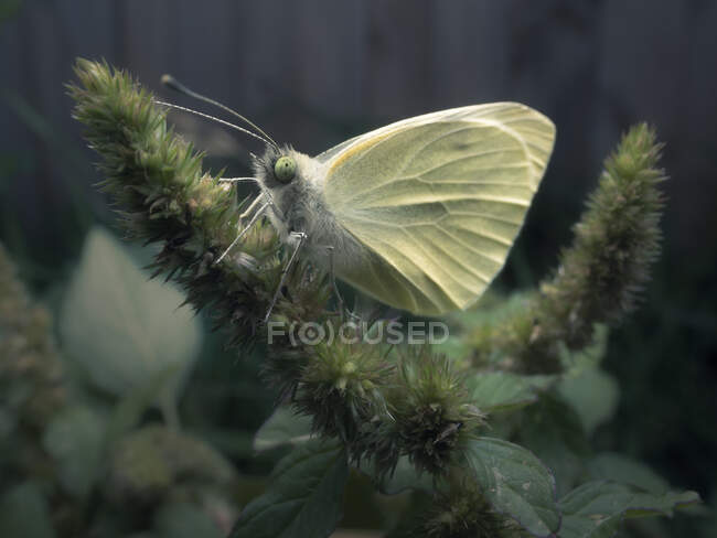Gros plan d'un papillon blanc de chou sur une plante, Australie — Photo de stock