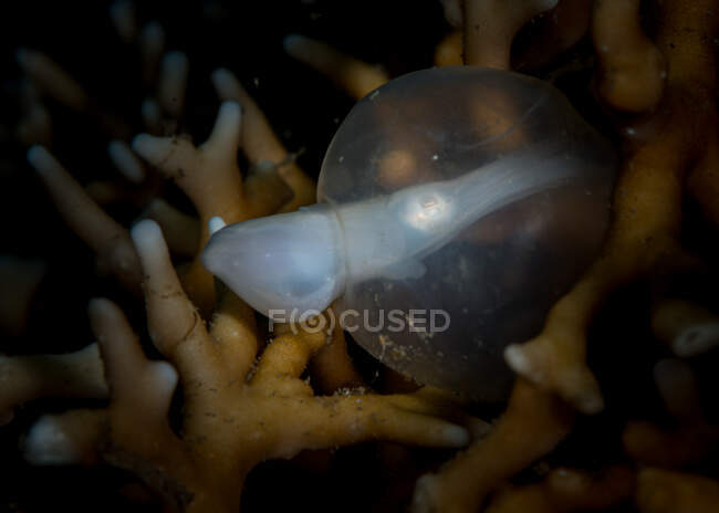 Seiche éclosion sous-marine, détroit de Lembeh, Indonésie — Photo de stock
