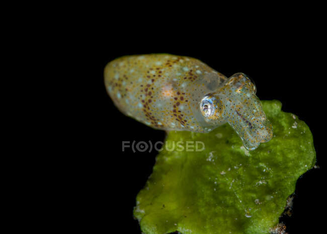 Reef squid, Lembeh Strait, Indonesia — Stock Photo