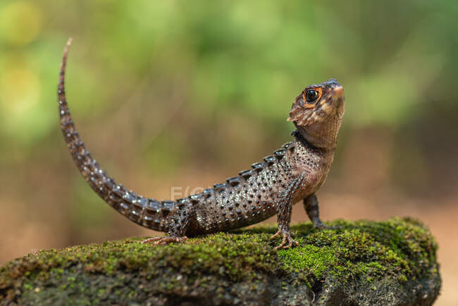 Portrait of a crocodile skink on a rock, Indonesia — Stock Photo