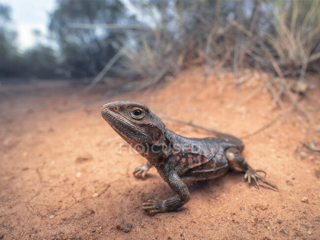 Dragón pintado en el hábitat del mallee, Australia - foto de stock