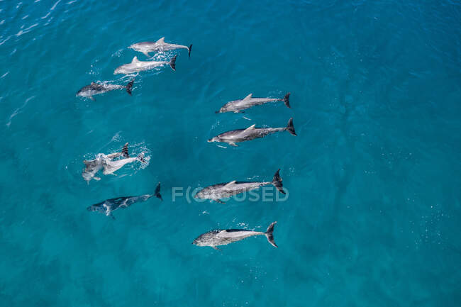 Vista de Ariel de una vaina de delfines, Isla North Stradbroke, Moreton Bay, Queensland, Australia - foto de stock