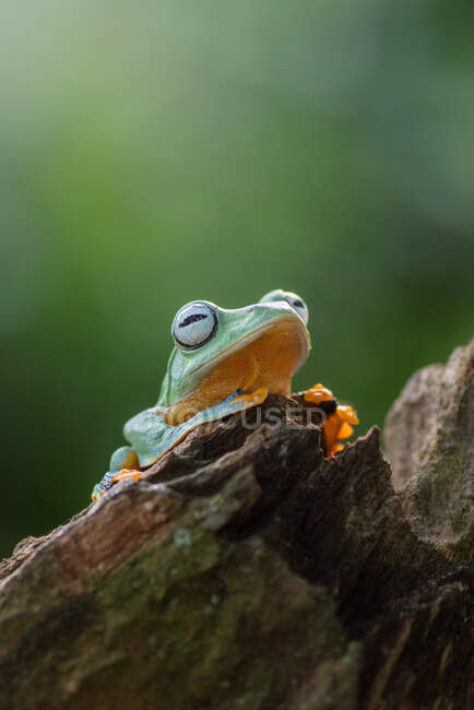 Portrait of a green tree frog, Indonesia — Stock Photo