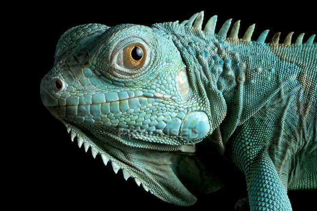 Ritratto di una Grand Cayman Blue Iguana su una filiale, Indonesia — Foto stock