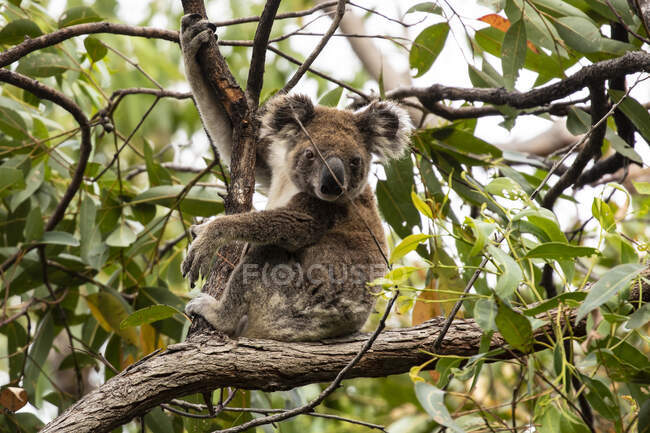Koala sitzt in einem Kaugummibaum, Queensland, Australien — Stockfoto