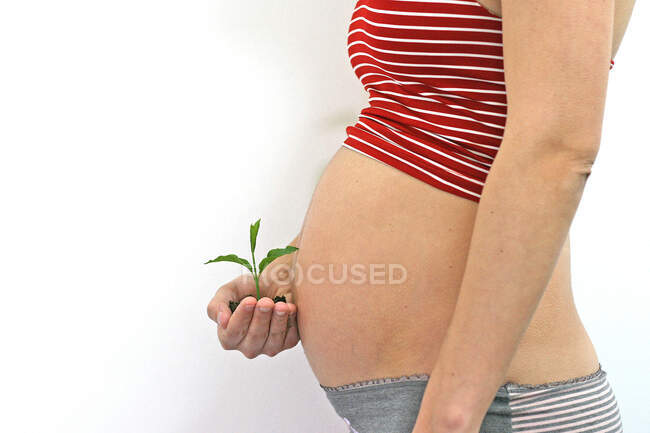 Mulher grávida segurando uma plântula na frente de sua barriga — Fotografia de Stock