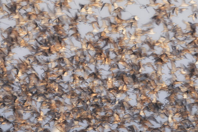 Bandada abstracta de aves en vuelo, Australia - foto de stock