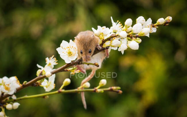 Colheita do mouse escalada em um ramo flor flor, Indiana, EUA — Fotografia de Stock