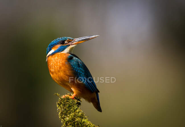 Male kingfisher perched on a branch, Indiana, USA — Stock Photo