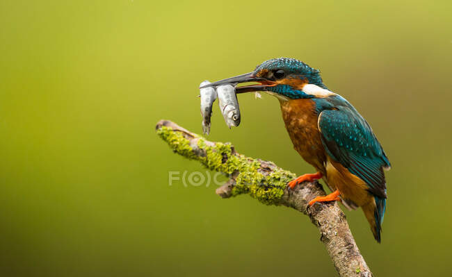 Male kingfisher perched on a branch with a catch of fish, Indiana, USA — Stock Photo