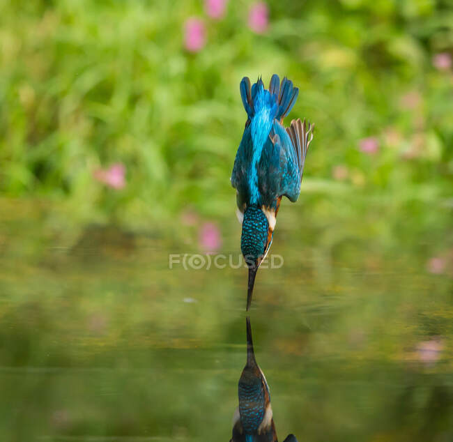 Hombre kingfisher buceo en el agua, Indiana, EE.UU. - foto de stock