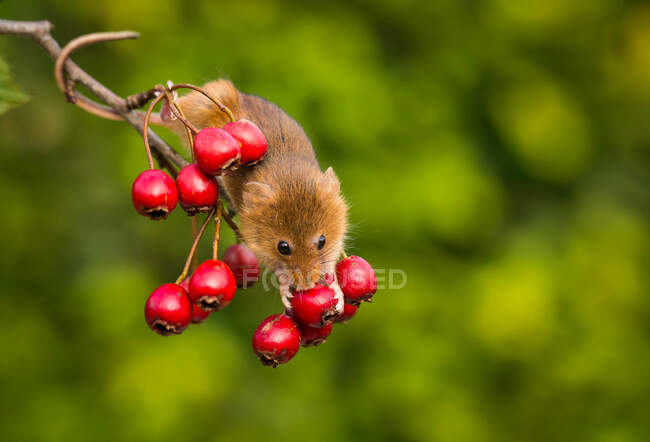 Harvest mouse collecting fruit, Indiana, Estados Unidos - foto de stock