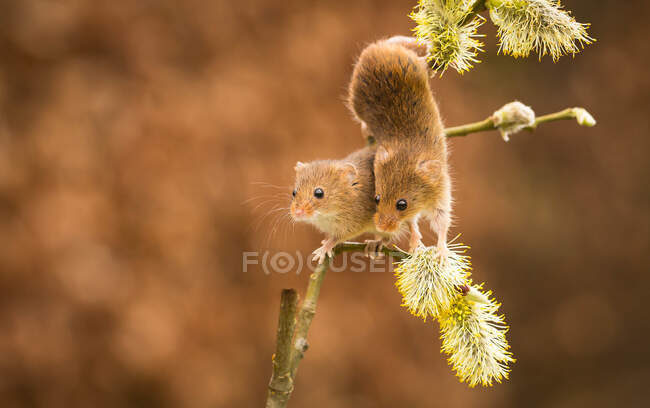 Two harvest mice climbing on a plant, Indiana, USA — Stock Photo