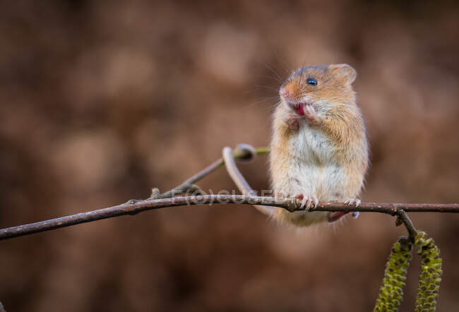 Harvest mouse on a twig eating a berry, Indiana, USA — Stock Photo