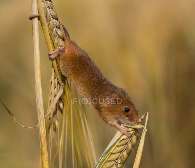 Harvest mouse climbing on an ear of wheat in a field, Indiana, USA — Stock Photo