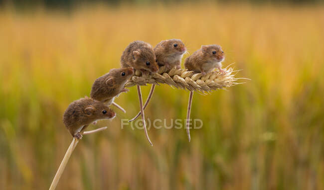 Cinque topi di raccolto su una spiga di grano, Indiana, Stati Uniti d'America — Foto stock
