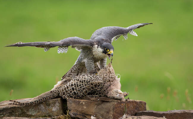 Falcão Peregrino fêmea comendo um pássaro morto, Indiana, EUA — Fotografia de Stock