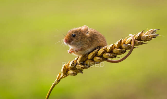 Récolte de souris grimpant sur une oreille de blé dans un champ, Indiana, USA — Photo de stock