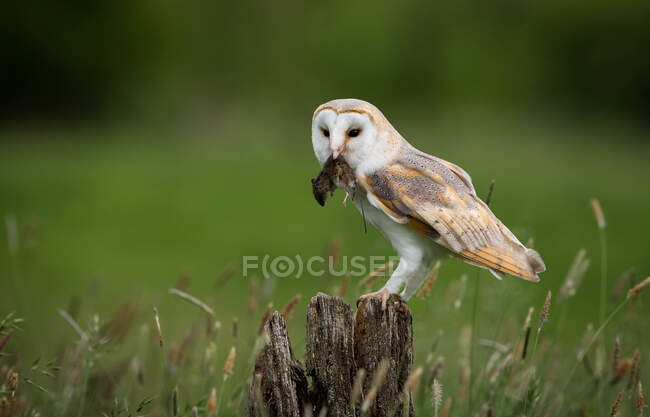 Barn owl with a dead mouse, Indiana, USA — Stock Photo