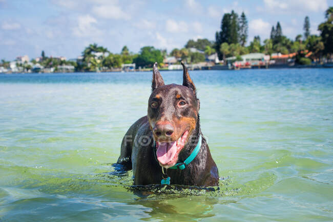 Dobermann steht im Ozean, Florida, USA — Stockfoto