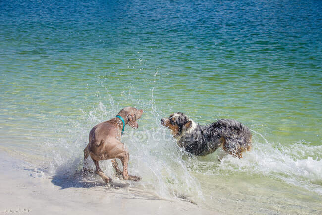 Australian shepherd and a weimaraner playing in ocean, Florida, USA — Stock Photo