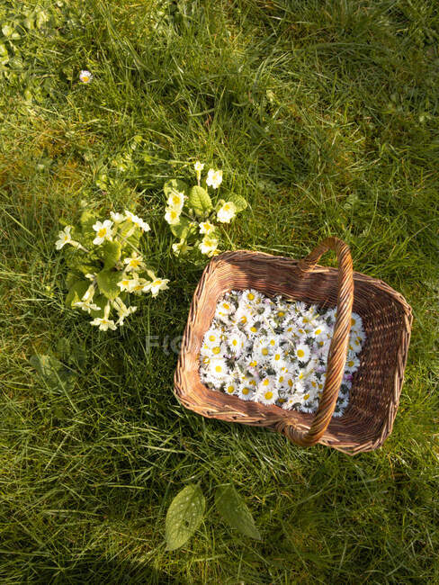 Vista aérea de uma cesta de margaridas recém-colhidas em um campo, Inglaterra, Reino Unido — Fotografia de Stock