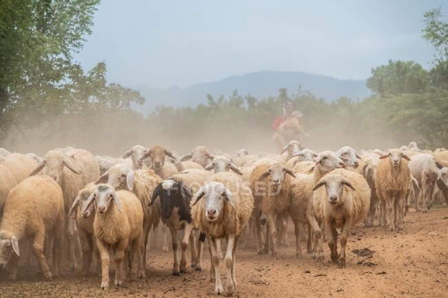 Pastor hembra pastoreando ovejas, Vietnam - foto de stock