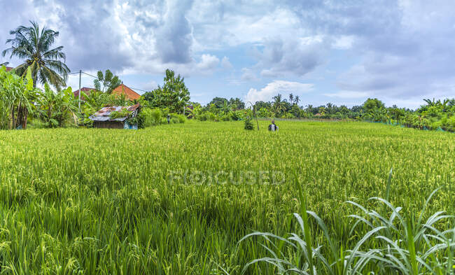 Espantapájaros en un arrozal, Ubud, Bali, Indonesia - foto de stock