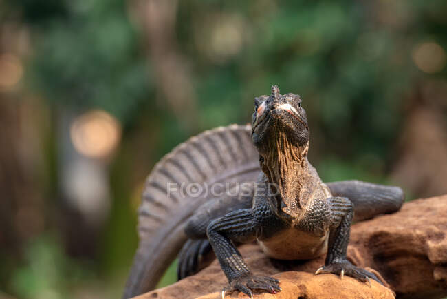 Портрет парусного дракона, Индонезия — стоковое фото