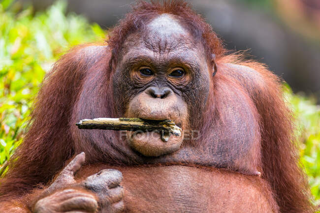 Retrato de un orangután masculino con un palo en la boca, Borneo, Indonesia - foto de stock