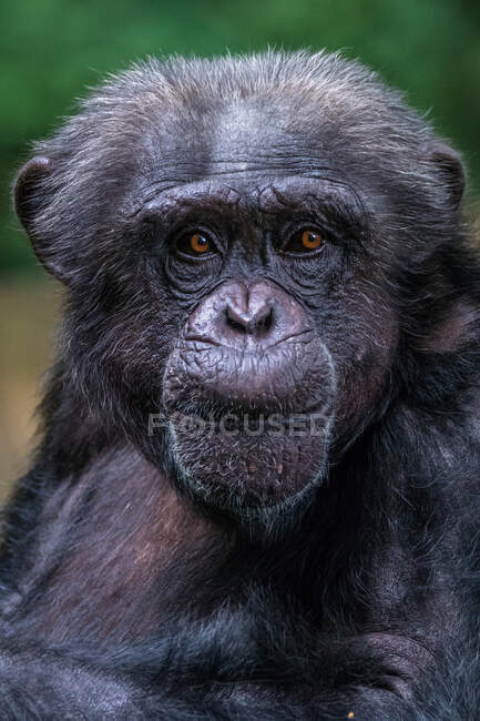 Portrait of an African chimpanzee, Indonesia — Stock Photo