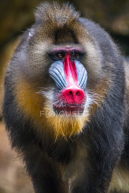 Portrait d'un mâle de singe mandrill, Indonésie — Photo de stock