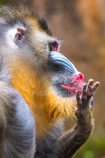 Retrato de um macho de macaco-mandril, Indonésia — Fotografia de Stock