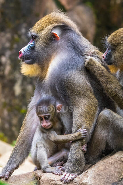 Retrato de una familia de mandriles, Indonesia - foto de stock
