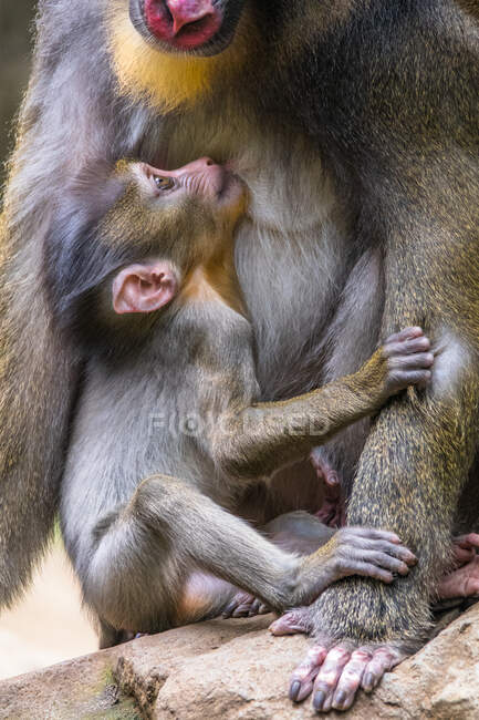 Portrait of a female mandrill with her infant, Indonesia — Stock Photo