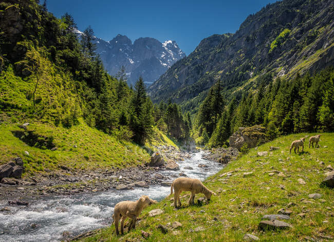 Cuatro ovejas por un arroyo alpino, Suiza - foto de stock