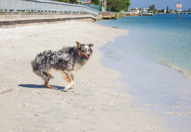 Australian shepherd dog on beach, Florida, USA — Stock Photo