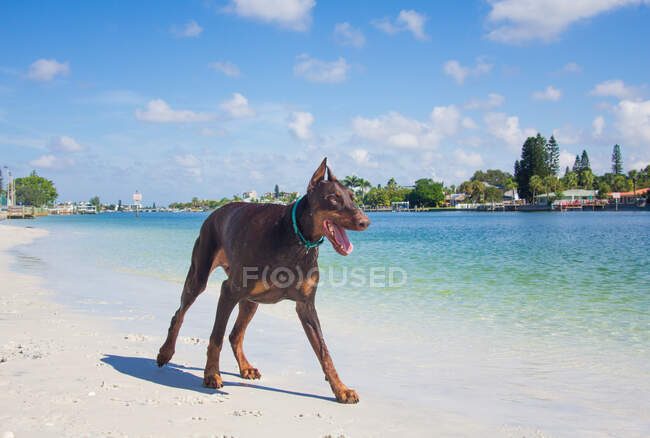 Доберман на березі (Флорида, США). — стокове фото
