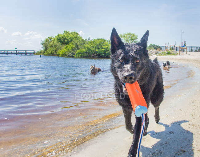 Deutscher Schäferhund am Strand mit Plastikspielzeug, Florida, USA — Stockfoto