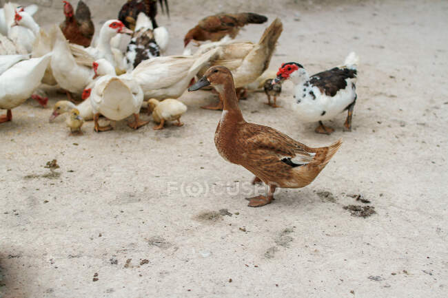 Entengruppe auf einem Bauernhof, Malaysia — Stockfoto