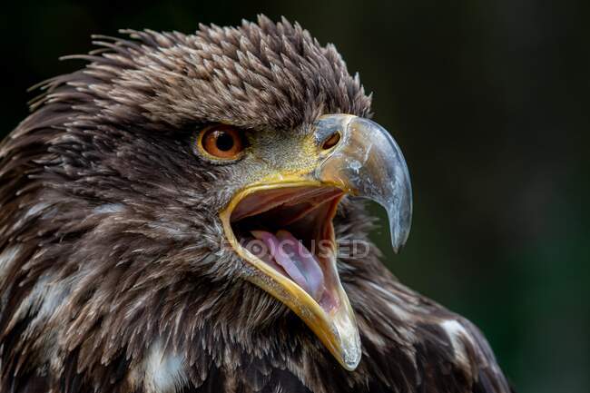 Retrato de uma Águia Calva Juvenil, Canadá — Fotografia de Stock